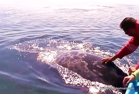 Whale Watching Tour (Seasonal)