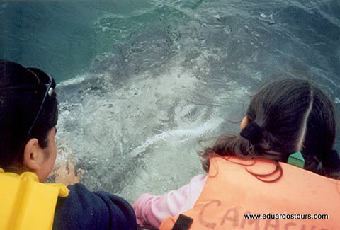 Whale Watching Tour (Seasonal) 5
