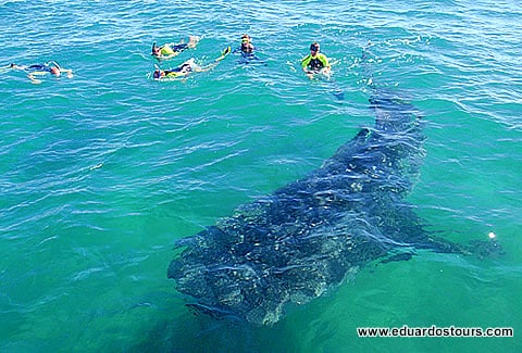 Whale Shark Adventure 3