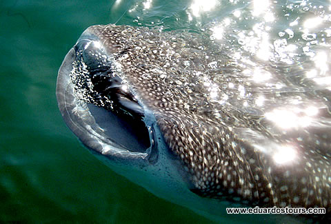 Whale Shark Adventure 4