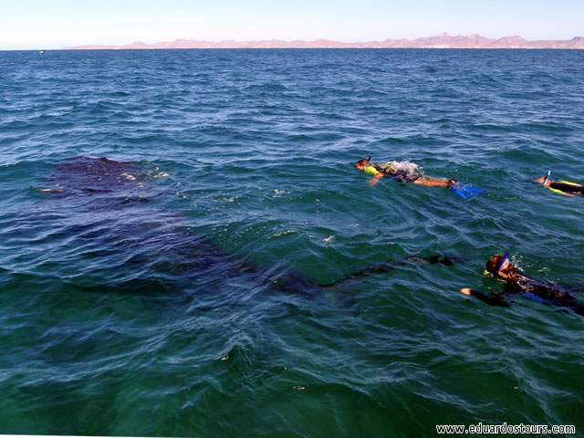 Whale Shark Adventure 5