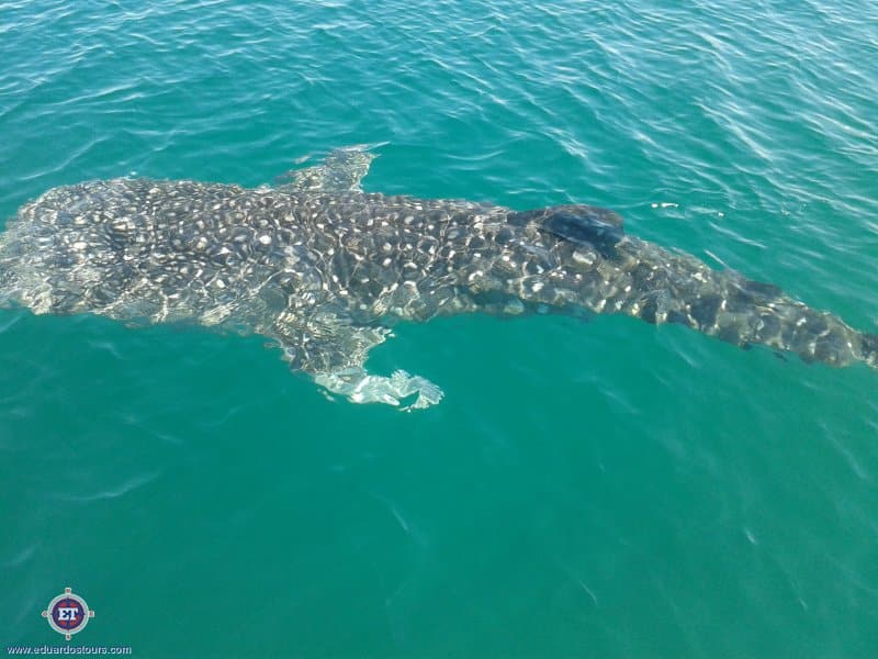 Whale Shark Adventure
