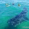 Whale shark experience